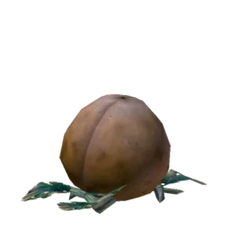 Low Quality Large Squash