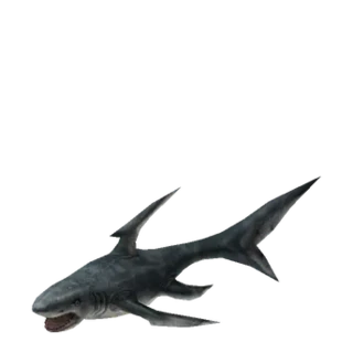 Great White Shark