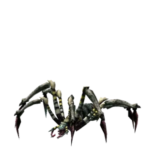 Young Araneid