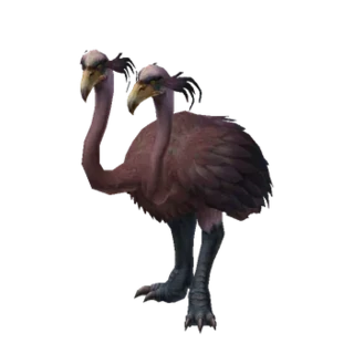 Kookaburra