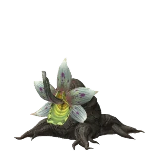 Hot Springs Nepenthes