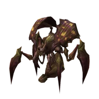 Assassin Beetle