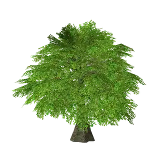 Fairy Tree of Star